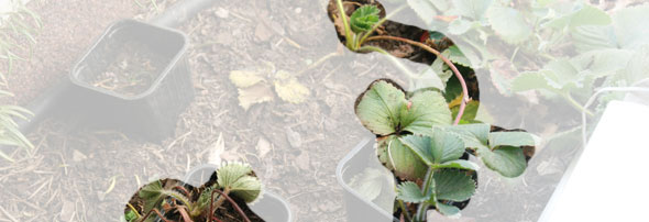 Des fraisiers qui se bouturent tout seuls