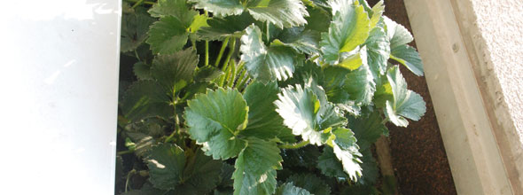 Trop d'engrais: des fraisiers bien vert